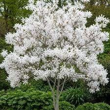 Mooie Magnolia (Beverboom) in pot!, Tuin en Terras, Overige soorten, Lente, Ophalen, Volle zon