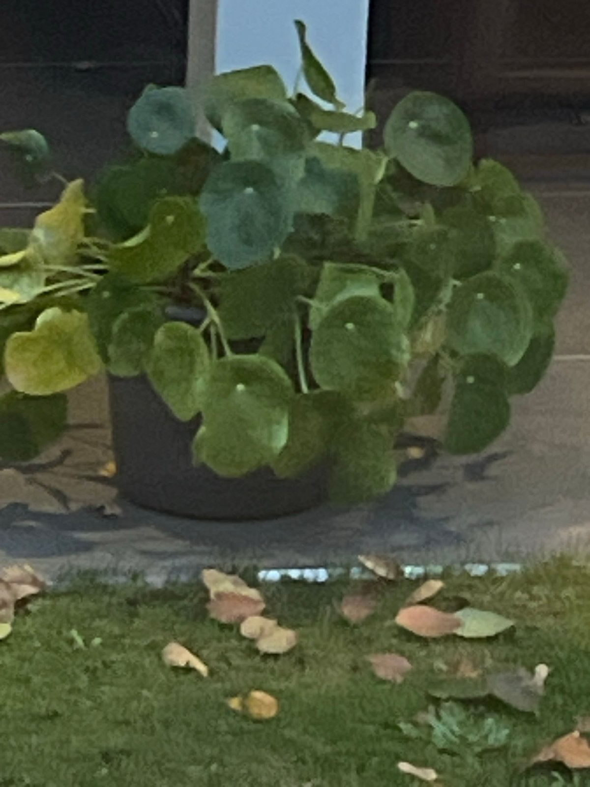 Grote Pannenkoekplant (Pilea Peperomioides) in pot, Huis en Inrichting, Ophalen, Overige soorten, In pot, Minder dan 100 cm