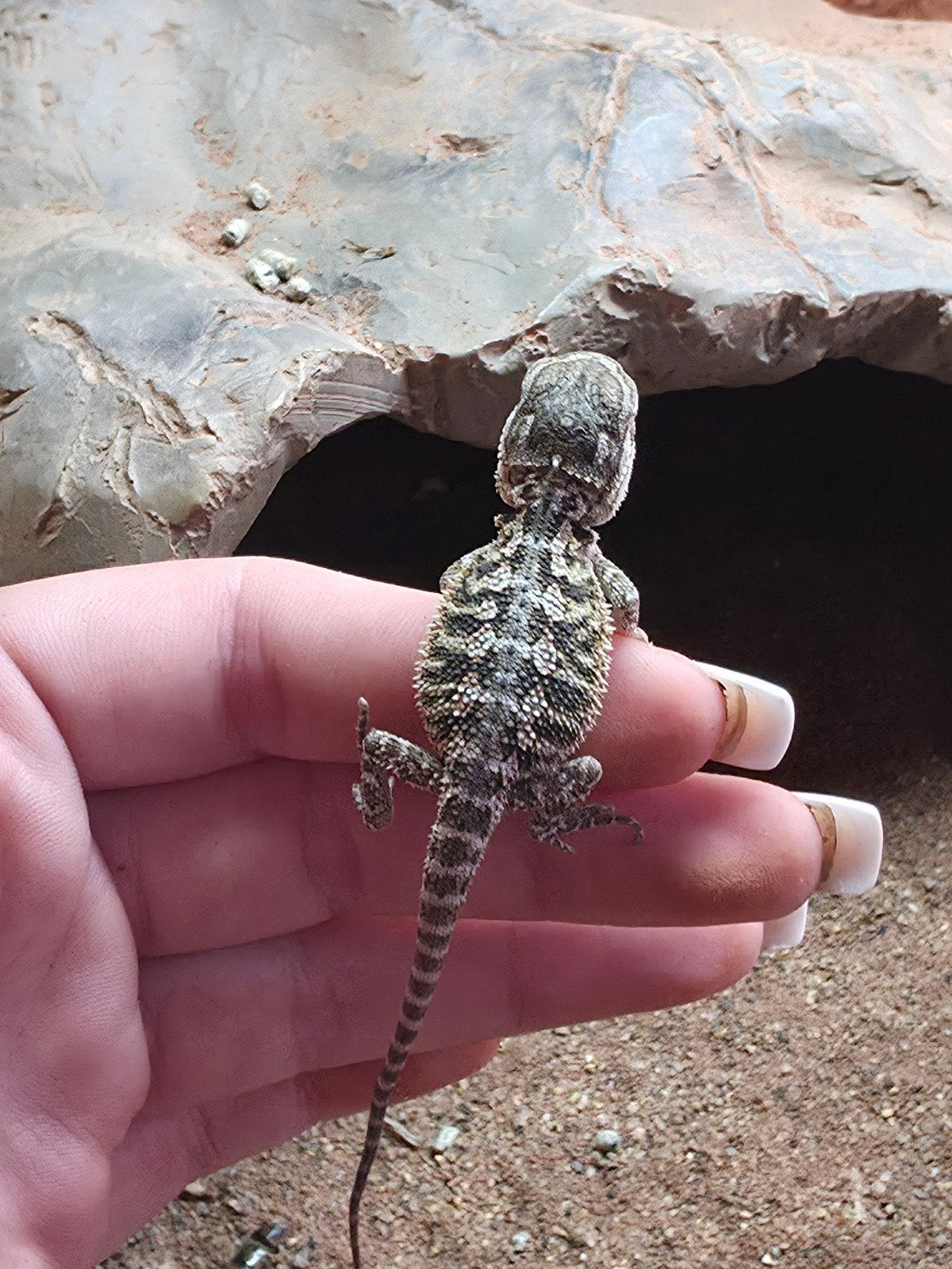 baardagaam jonkie.s te koop Bearded Dragon photo 3