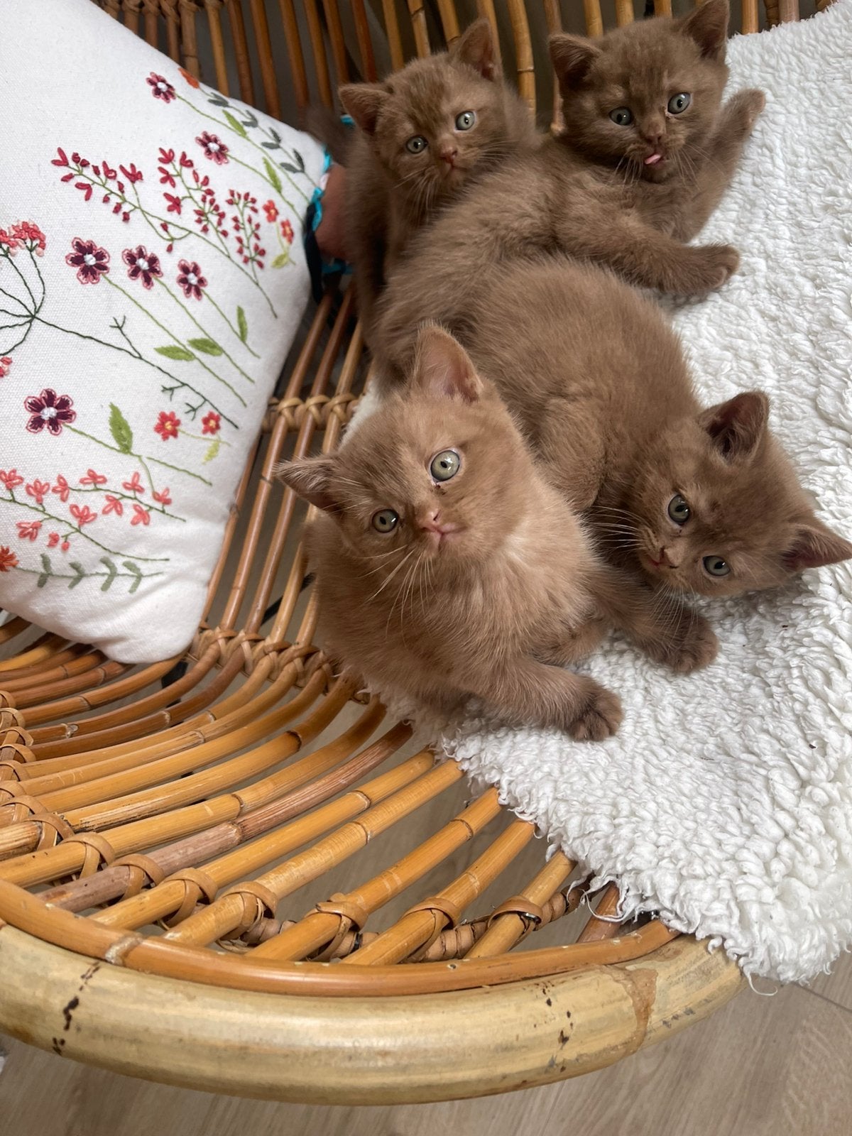 Prachtige cinnamon  Britse korthaar kittens met stamboom., Dieren en Toebehoren, Kater, Met stamboom, 0 tot 2 jaar