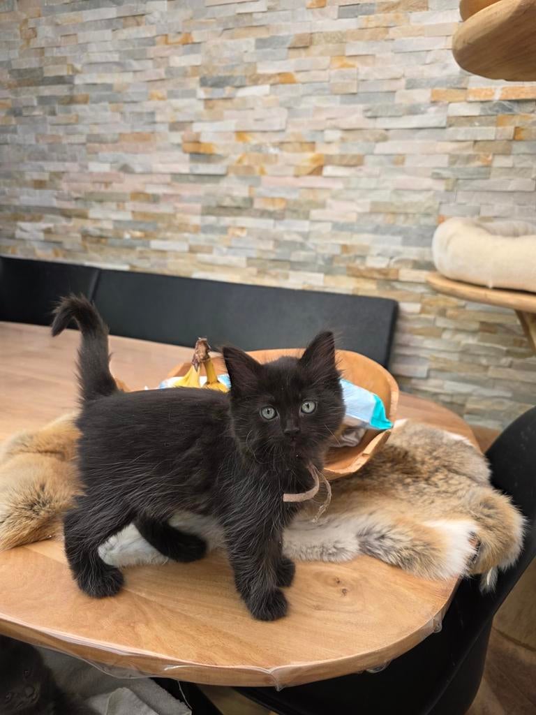 Ragdoll kittens (solid en mink), Dieren en Toebehoren, Katten en Kittens | Raskatten | Langhaar, Meerdere dieren, Gechipt, 0 tot 2 jaar