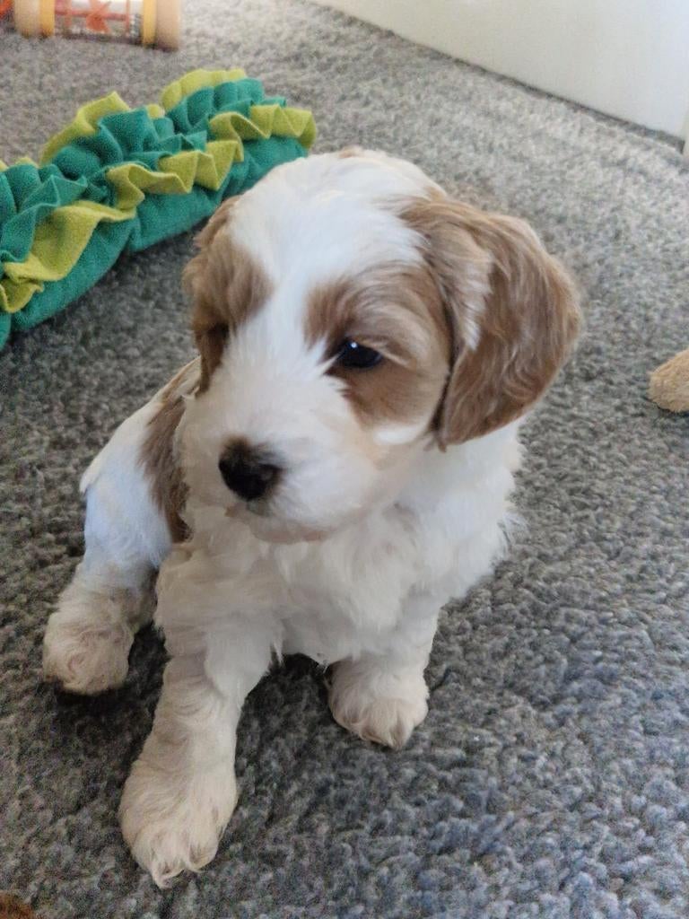 australian labradoodle pups mini / reutjes, Parvo, 8 tot 15 weken, Meerdere, Nederland