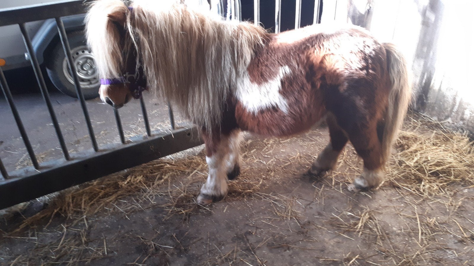 Dekhengstjes  en merrie, Dieren en Toebehoren, Meerdere dieren