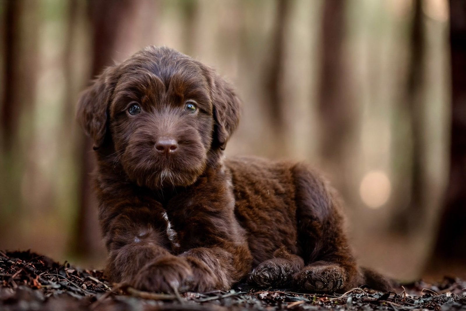 Knappe doodle puppys, België, Fokker | Hobbymatig, Overige rassen, CDV (hondenziekte)