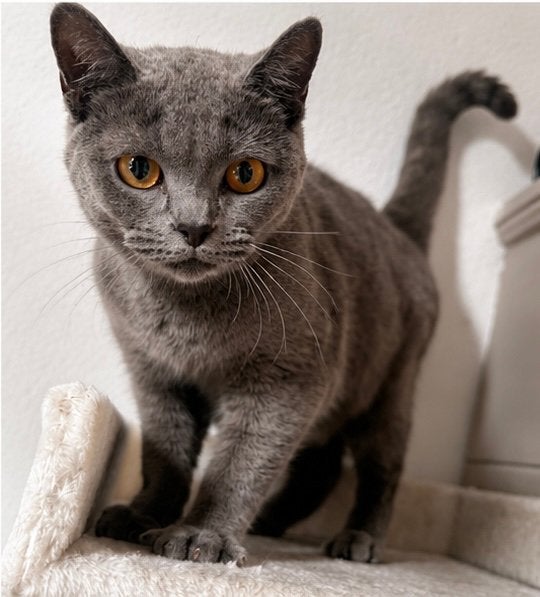 Lieve grijze poes Duman – 16 maanden ️, Dieren en Toebehoren, Katten en Kittens | Raskatten | Korthaar, Meerdere dieren