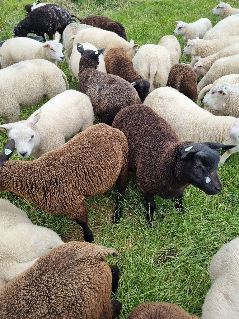 30 lammeren te koop rammen en ooien, Dieren en Toebehoren, Schapen, Geiten en Varkens, Meerdere dieren, Schaap, 0 tot 2 jaar
