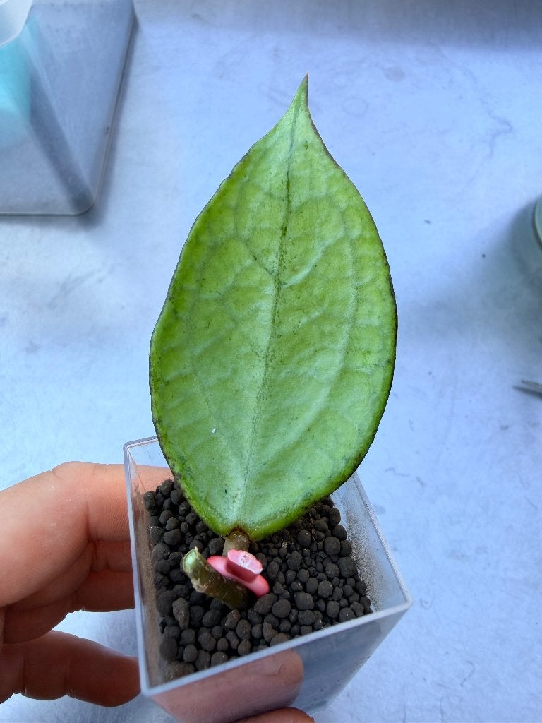Hoya Germany silver, Huis en Inrichting, Verzenden, Halfschaduw, Minder dan 100 cm