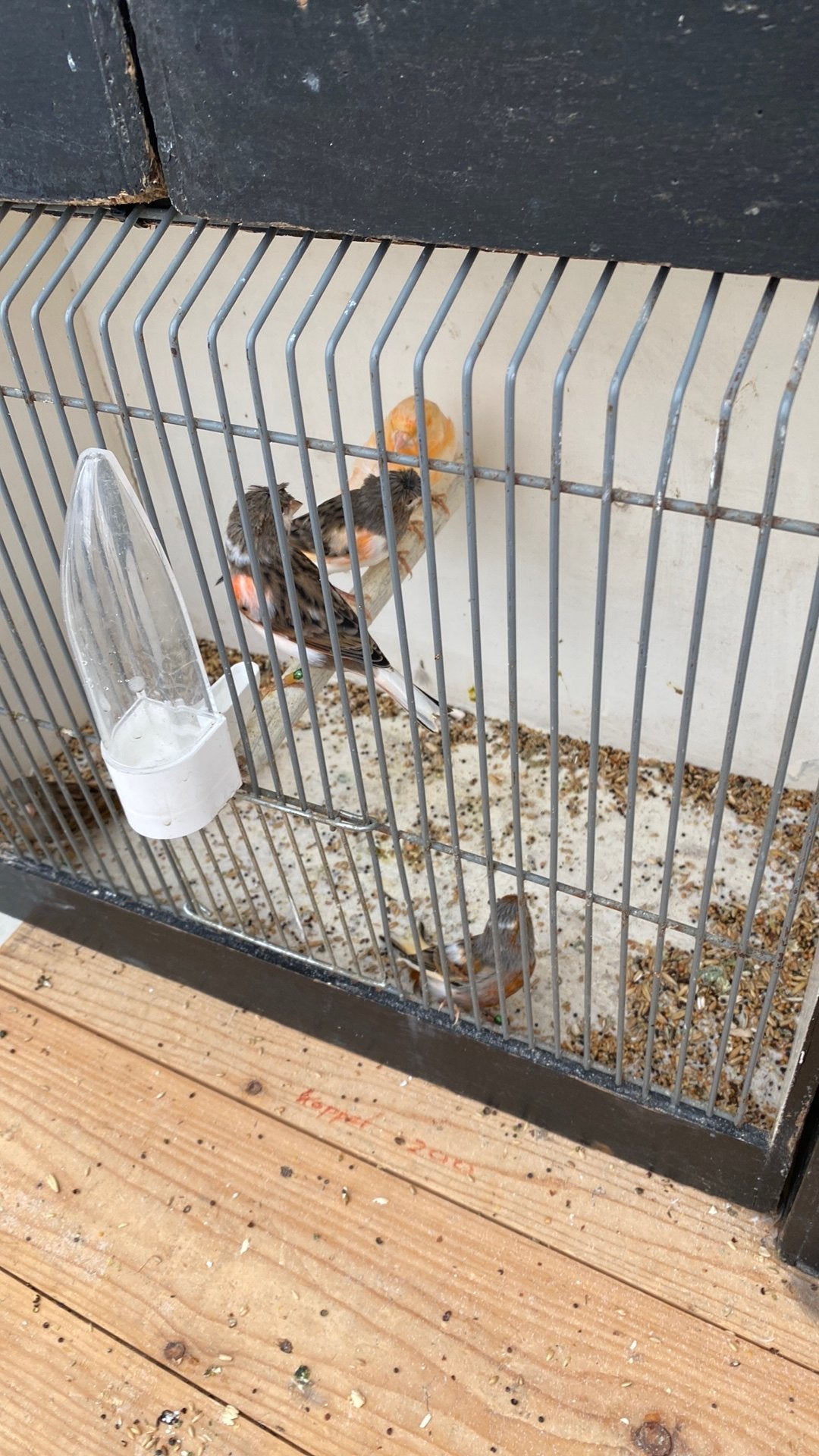 Harlekijk kanaries, Dieren en Toebehoren, Meerdere dieren, Kleurkanarie