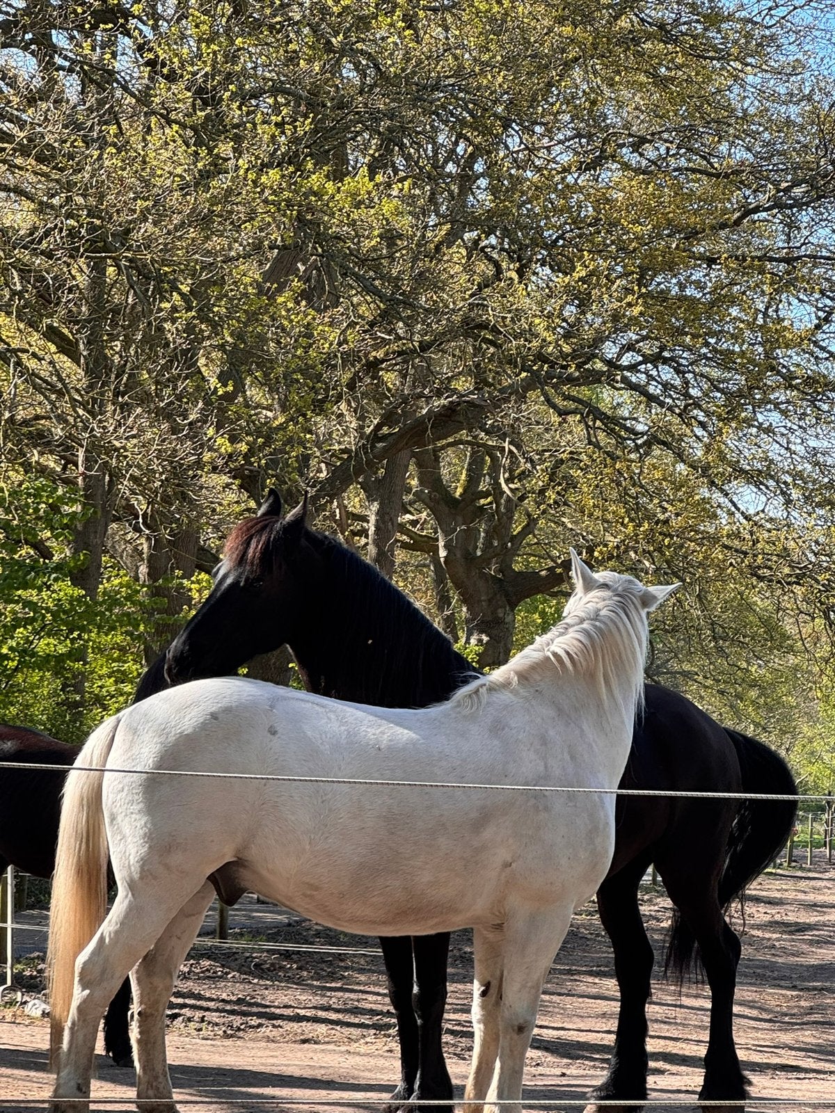 Superfijn plekje in Glimmen beschikbaar voor paard of pony