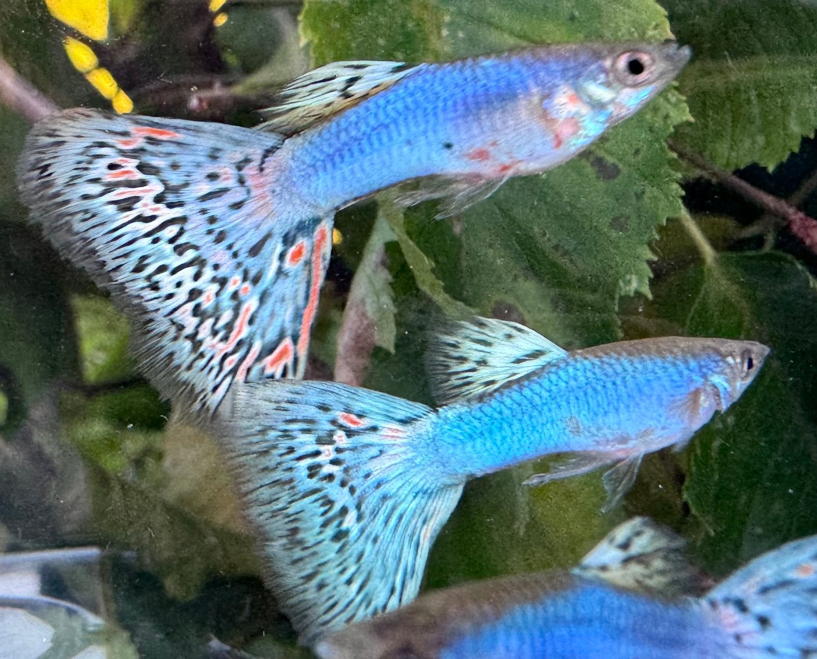 ***Blue Singa Mosaic guppen***, Dieren en Toebehoren, Vis, Zoetwatervis, Schoolvis