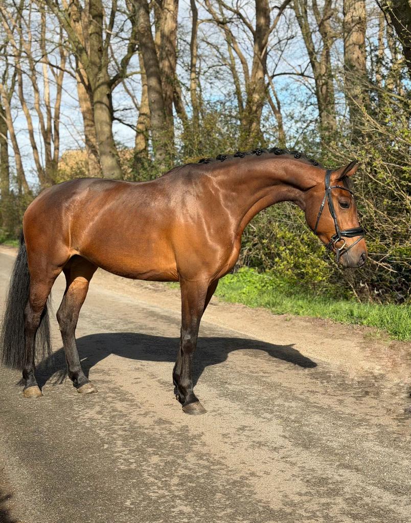 Talentvolle merrie 💗, Dieren en Toebehoren, Paarden, Merrie, Met stamboom, B, Dressuurpaard