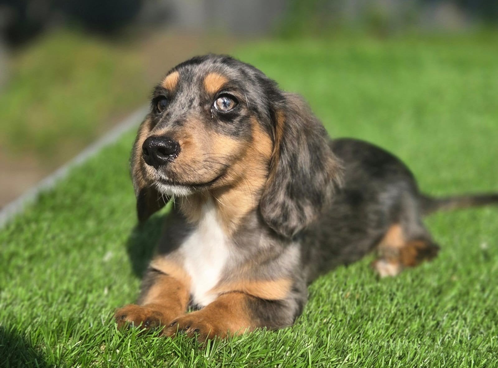Te koop mooie blue merle langharige teckel pup (tekkel)