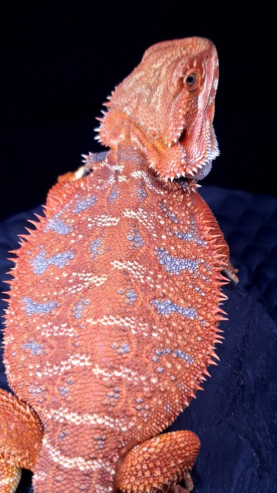50% Red Monster Blue Tiger Baardagaam Man + 50% Korting, Hagedis, 0 tot 2 jaar
