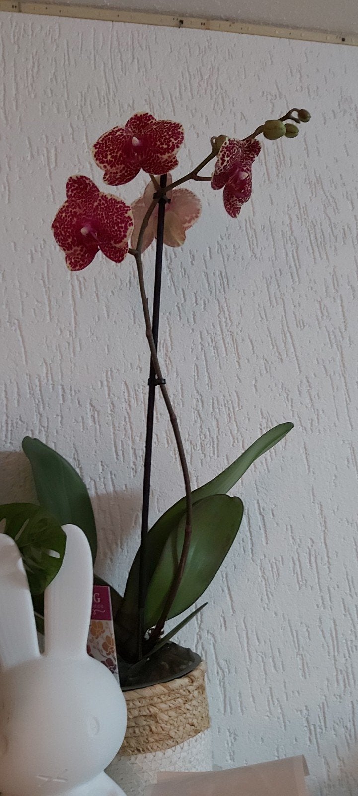 3 prachtige orchideeën - diverse kleuren, Vaste plant, Halfschaduw, Lente, Ophalen