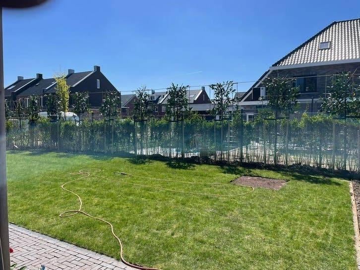 Leibomen & Hagen – Portugese Laurier, Leilinde en Steeneik, Tuin en Terras, Planten | Bomen, Bloeit niet, Halfschaduw, 100 tot 250 cm
