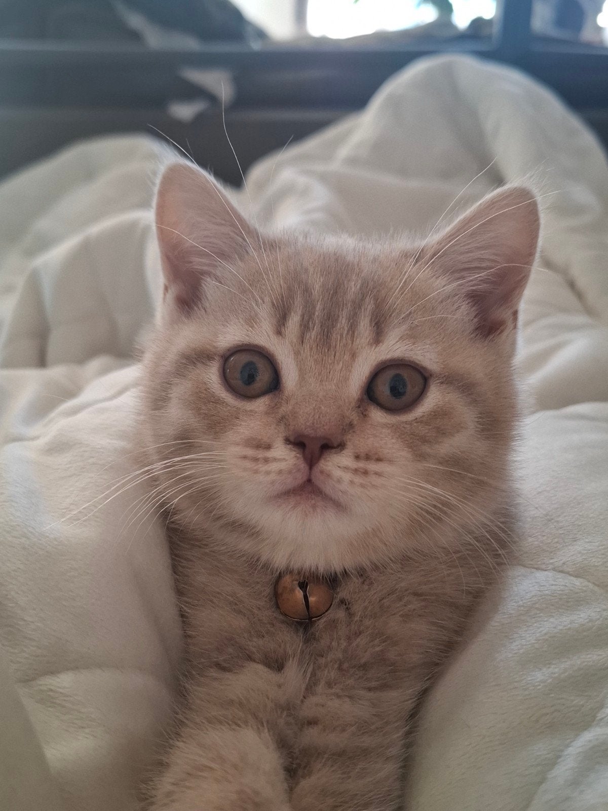 ✨️Prachtige Britse Korthaar kittens zoek nieuwe huis ✨️, Dieren en Toebehoren, Katten en Kittens | Raskatten | Korthaar, Kater