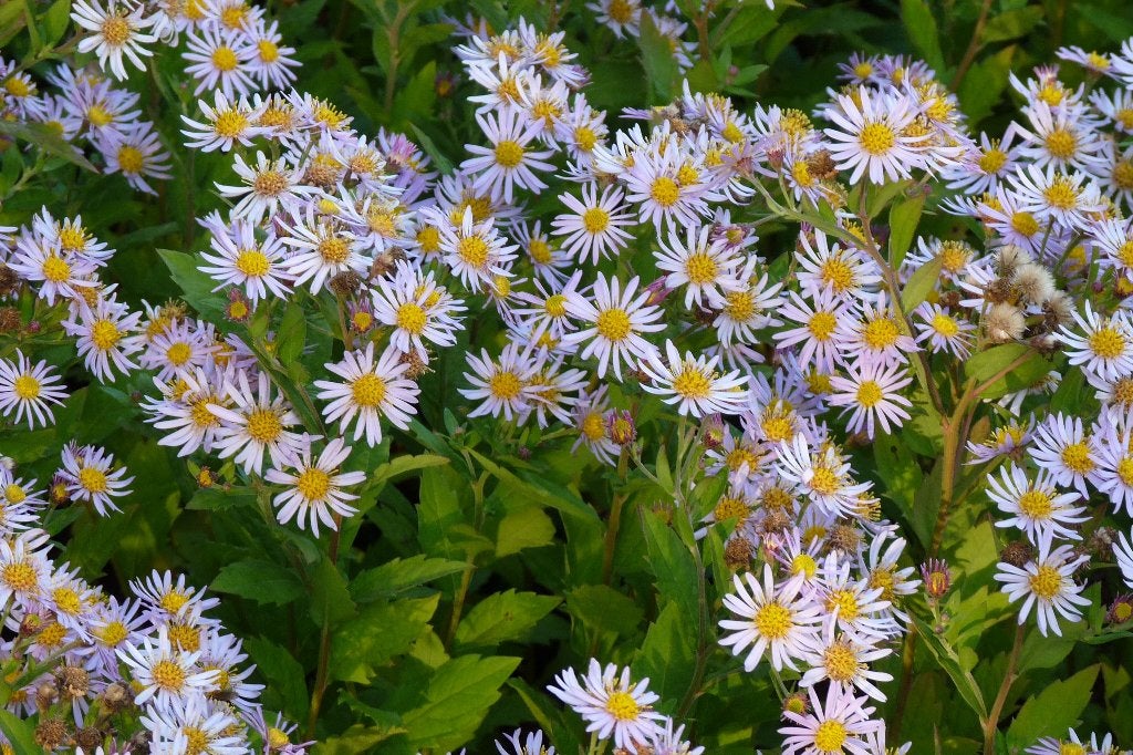 Vaste planten: herfstaster asran p9, Ophalen, Bodembedekkers, Vaste plant, Halfschaduw