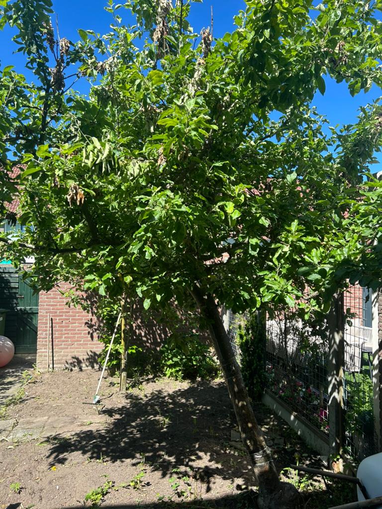 Appelboom, Ophalen, 100 tot 250 cm, Appelboom, Lente