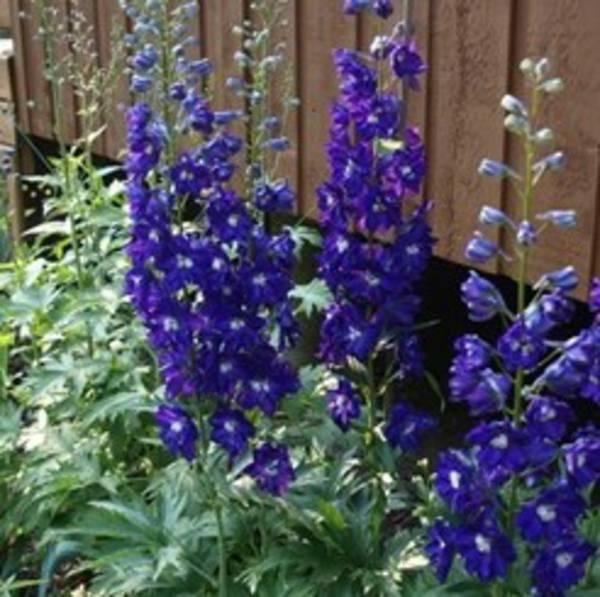 Delphinium ridderspoor, vaste plant, sierplant, Tuin en Terras, Ophalen, Vaste plant, Overige soorten, Volle zon