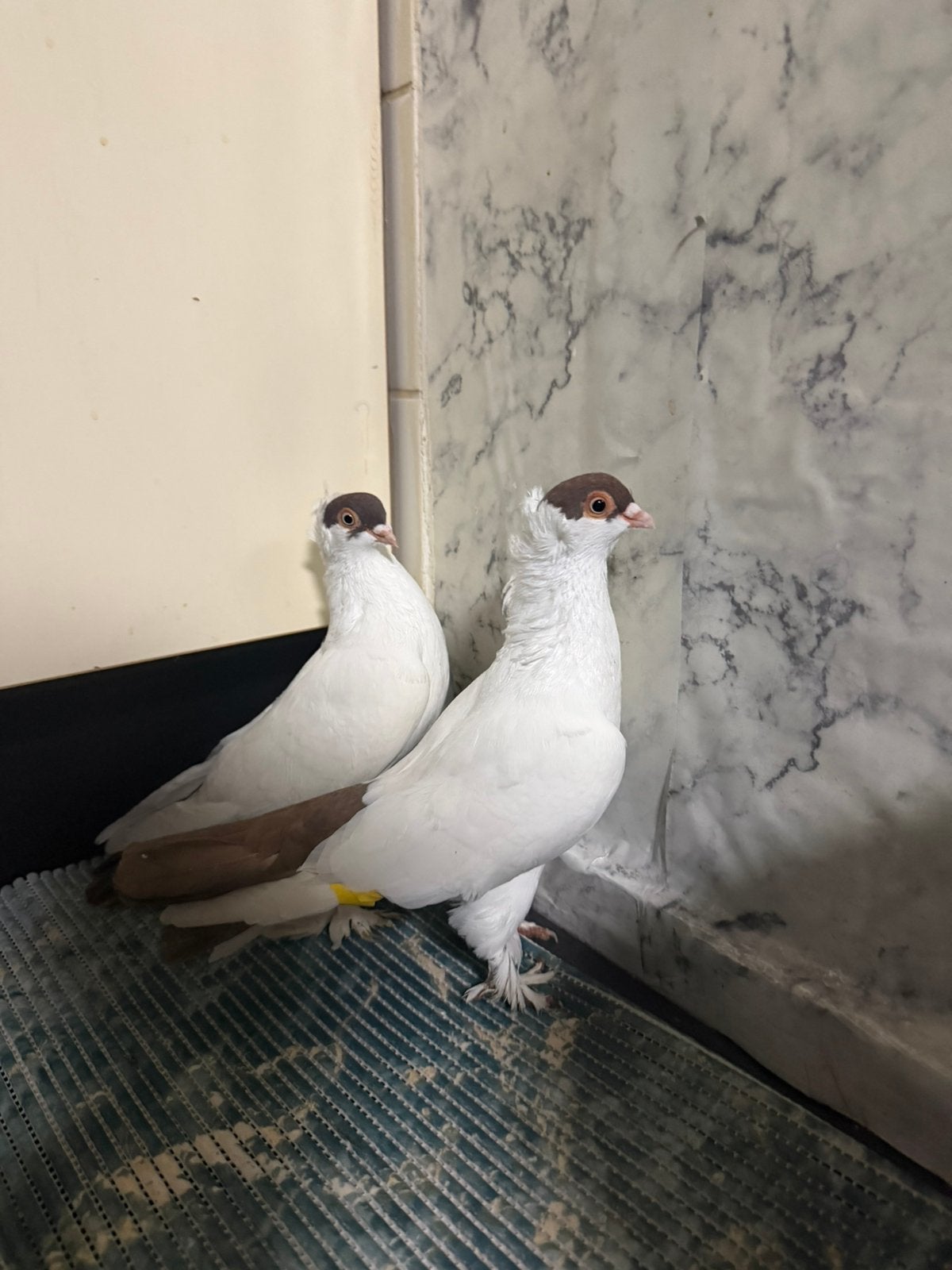 Gezocht, Meerdere dieren