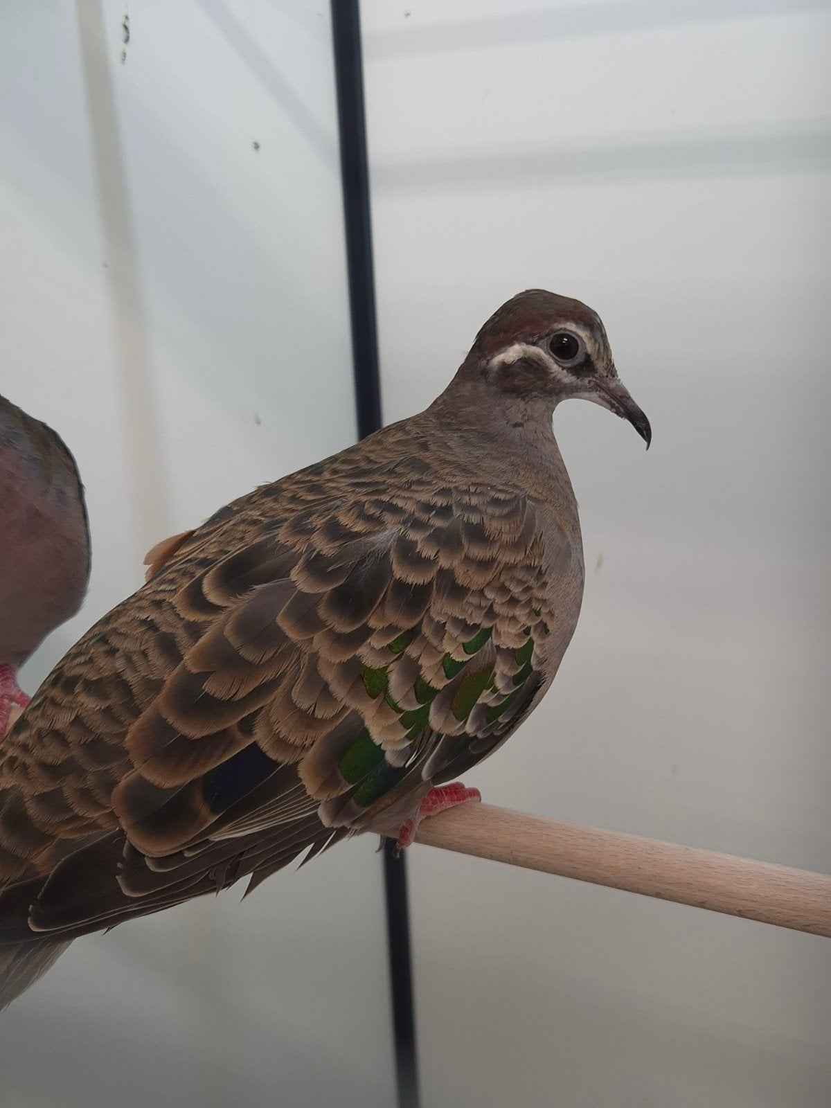 1-1 Bronsvleugel duiven, Dieren en Toebehoren, Vogels | Overige Vogels, Meerdere dieren, Tropenvogel, Geringd