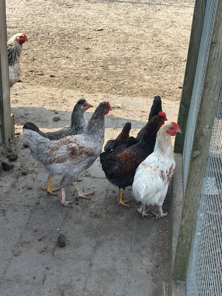 Kleurenlegger hanen, Dieren en Toebehoren, Mannelijk, Kip