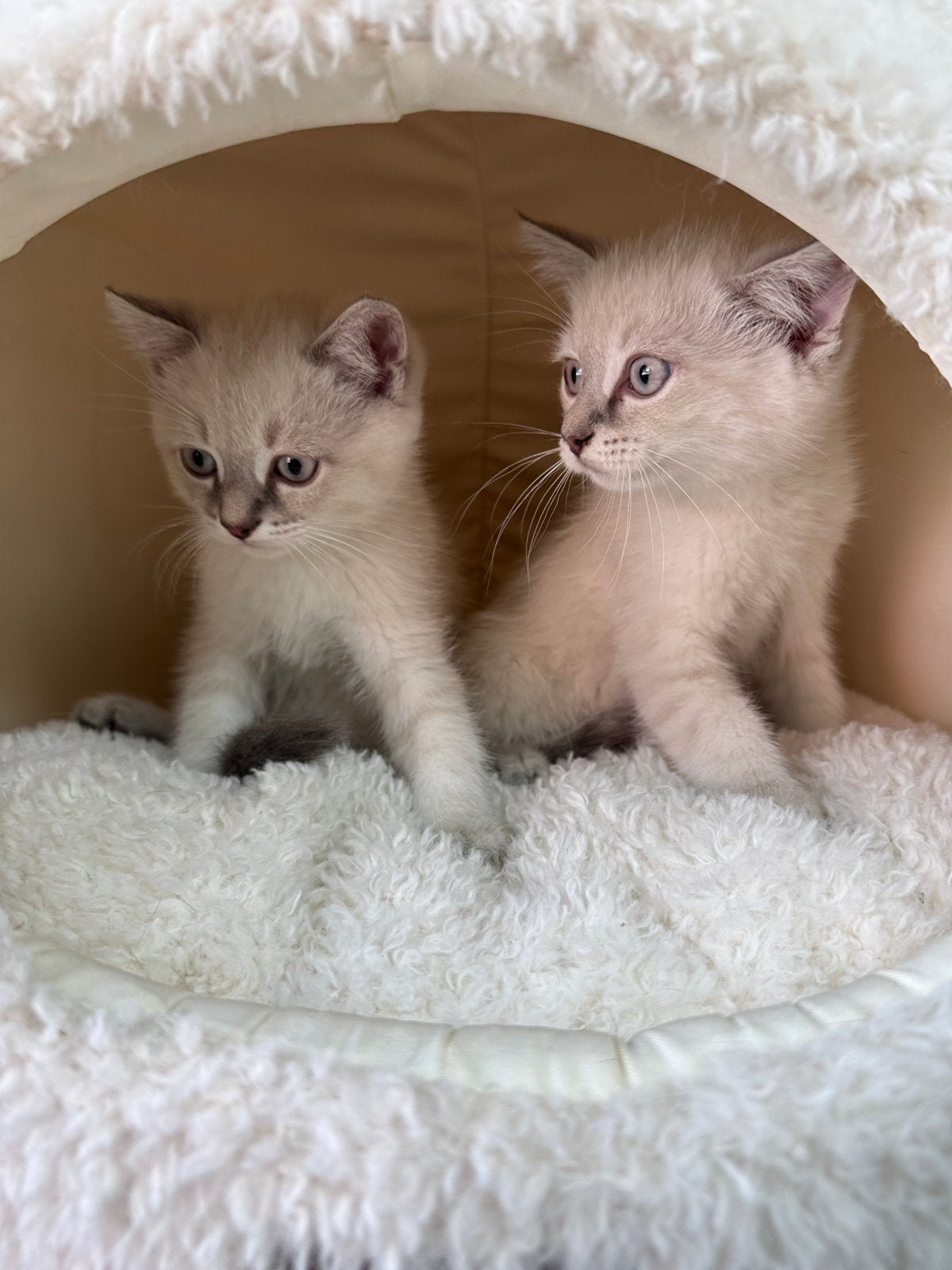 britse korthaar katers wit met blauwe ogen, Kater, Kortharig, 0 tot 2 jaar