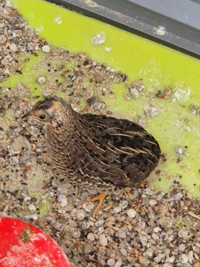 Kwartel, Mannelijk, Tropenvogel