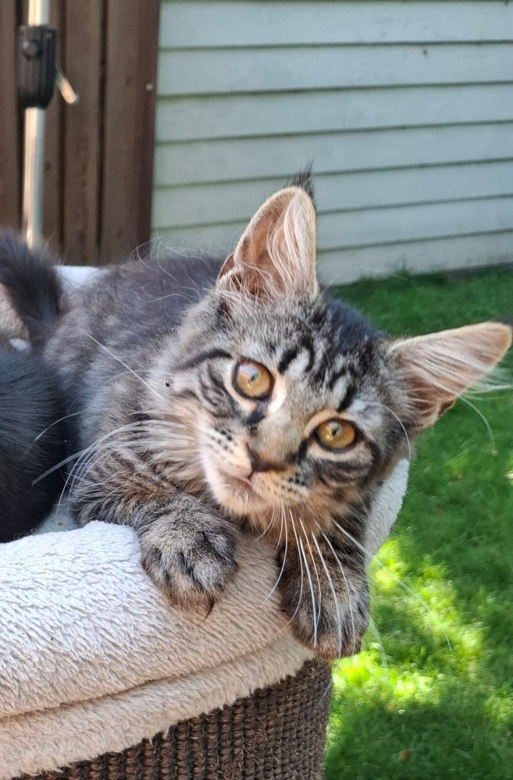 maincoon kittens, Meerdere dieren, Ingeënt
