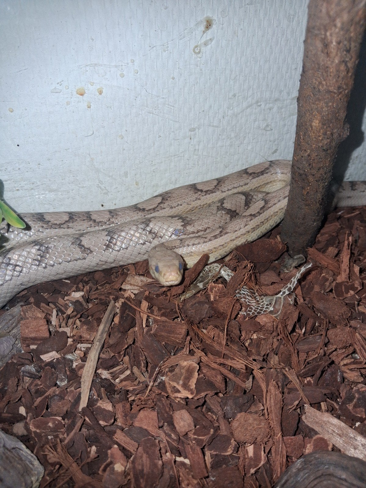 Rattenslang met terrarium, Dieren en Toebehoren, Reptielen en Amfibieën | Toebehoren, Ophalen, Zo goed als nieuw