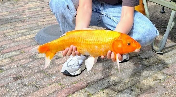Koi karper, Karper of Koi