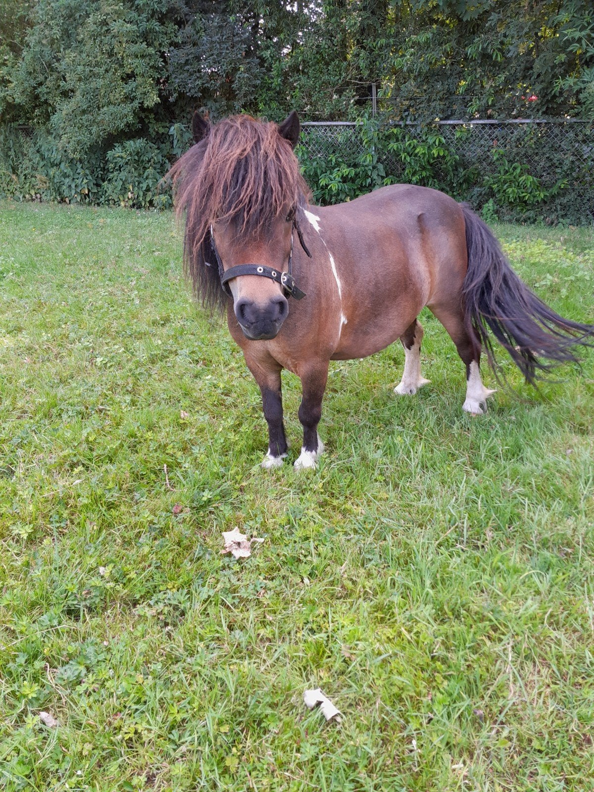 Mini pony 72 cm, Dieren en Toebehoren, Pony's, Merrie, A pony (tot 1.17m), 3 tot 6 jaar