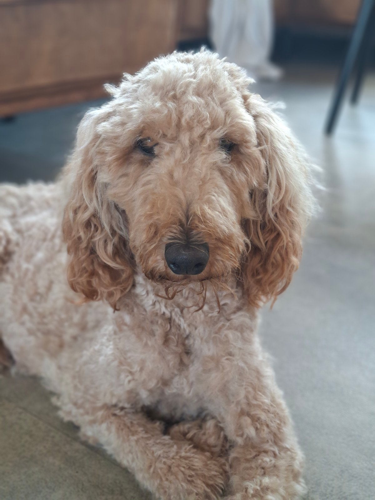 pups verwacht koningspoedel, poedel, standaard, doodle, Dieren en Toebehoren, Overige rassen, 8 tot 15 weken, Meerdere, Meerdere dieren