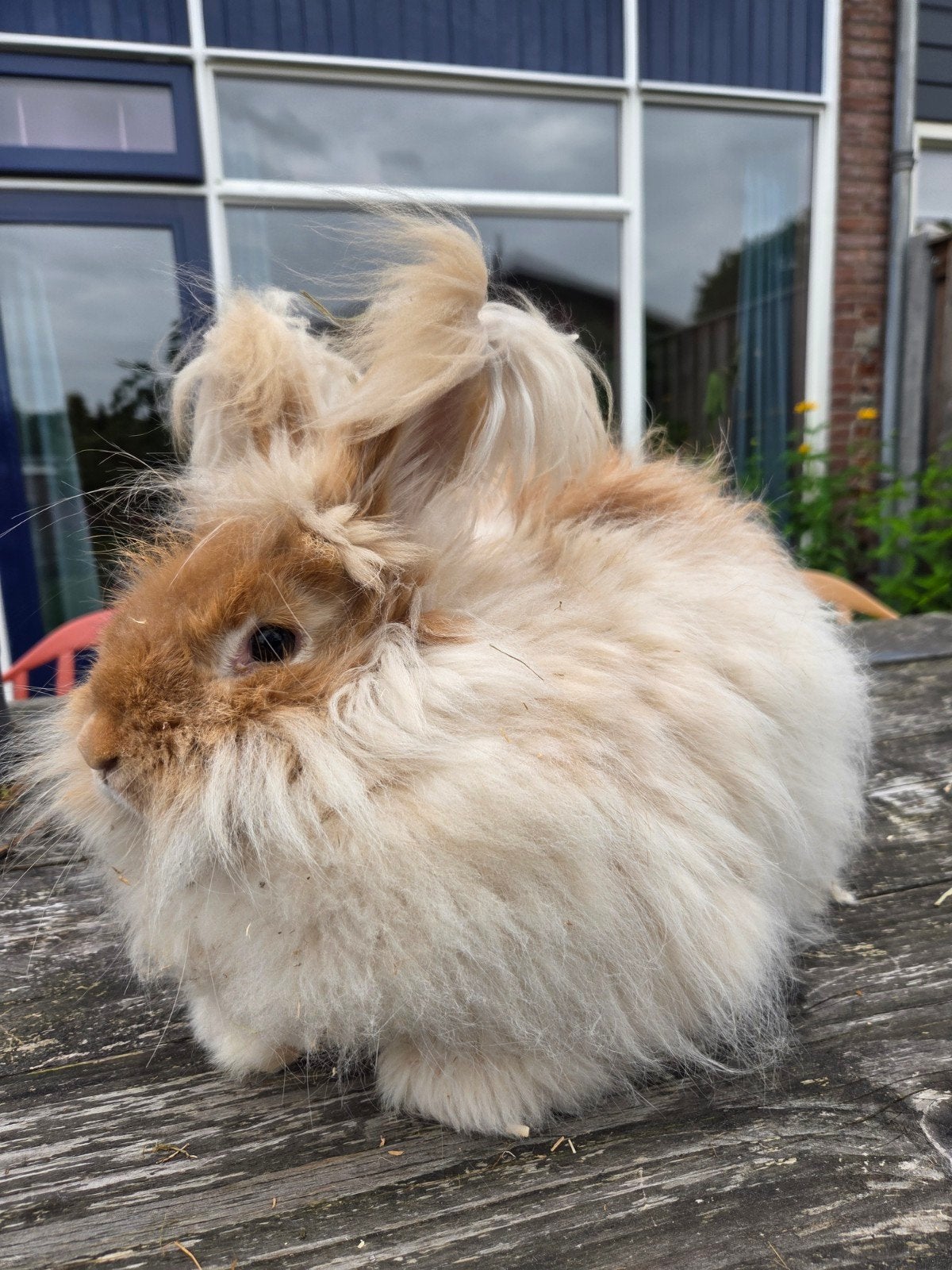 Angora konijn, voedster, Vrouwelijk, Middelgroot, 0 tot 2 jaar