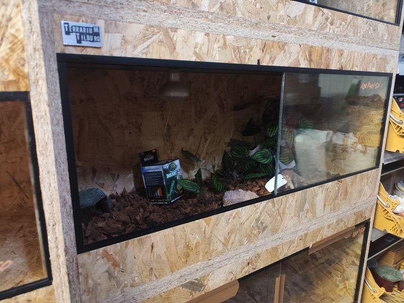 Osb3 terrarium 100/40/50 ingericht (2), Ophalen, Nieuw, Terrarium of Paludarium