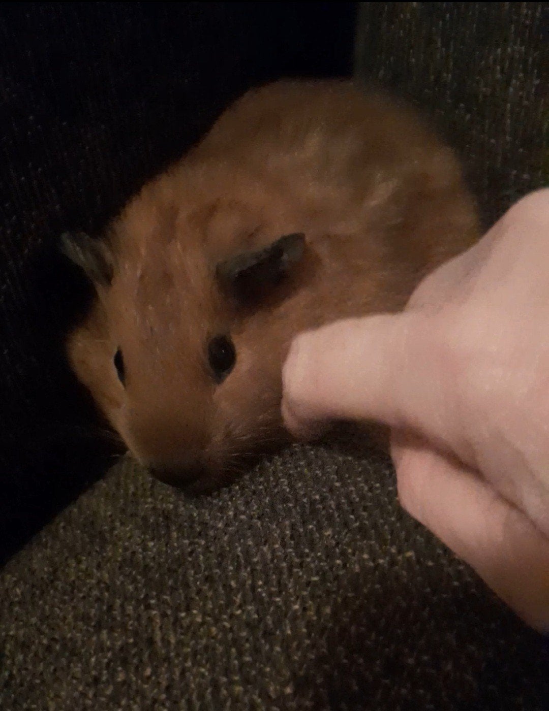 Lief California cavia beertje bijna 6weekjes jong ️, Dieren en Toebehoren, Cavia, Augustus, Mannelijk, Tam