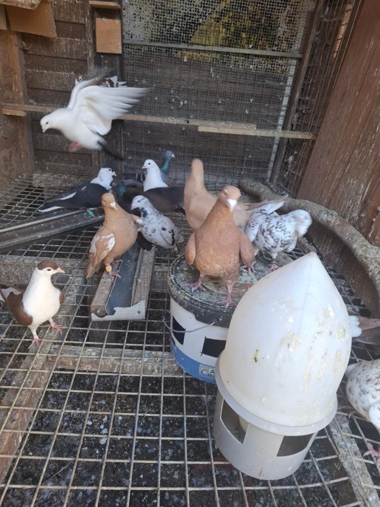 Diverse Groep te Koop - Verschillende Kleuren en, Dieren en Toebehoren, Vogels | Duiven, Meerdere dieren, Overige soorten