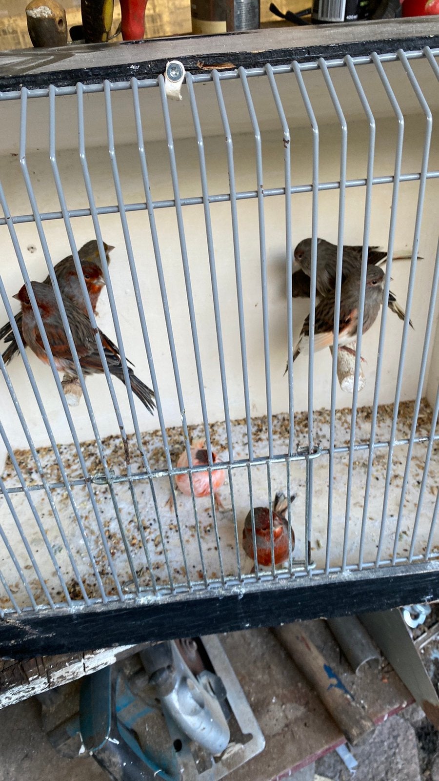 Kanaries, Dieren en Toebehoren, Meerdere dieren
