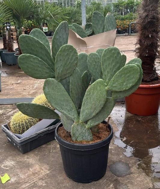 XXL Opuntia Ficus Indica / Vulgaris - Vijgencactus H: 125 cm, Ophalen, 100 tot 150 cm, Cactus, Volle zon