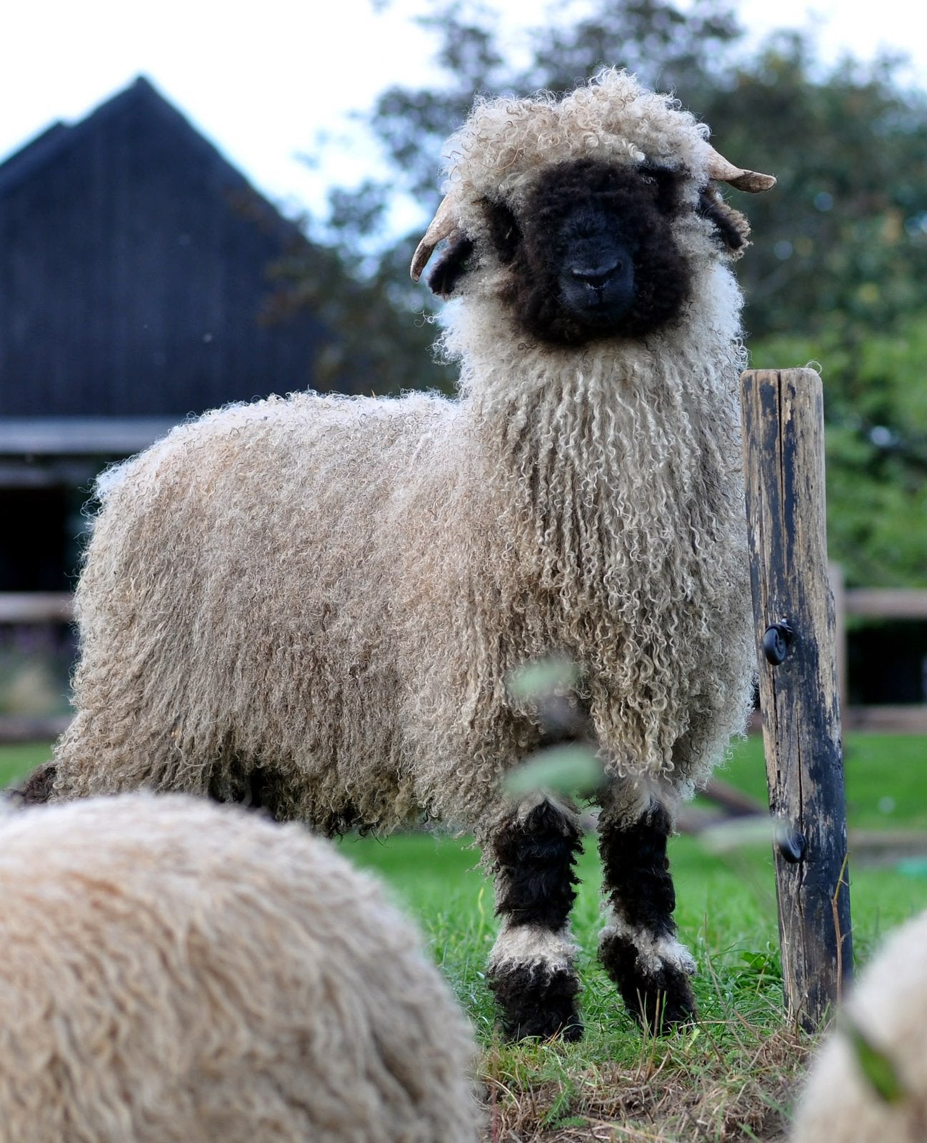 Walliser Schwartznase ram ja+, Mannelijk, Schaap