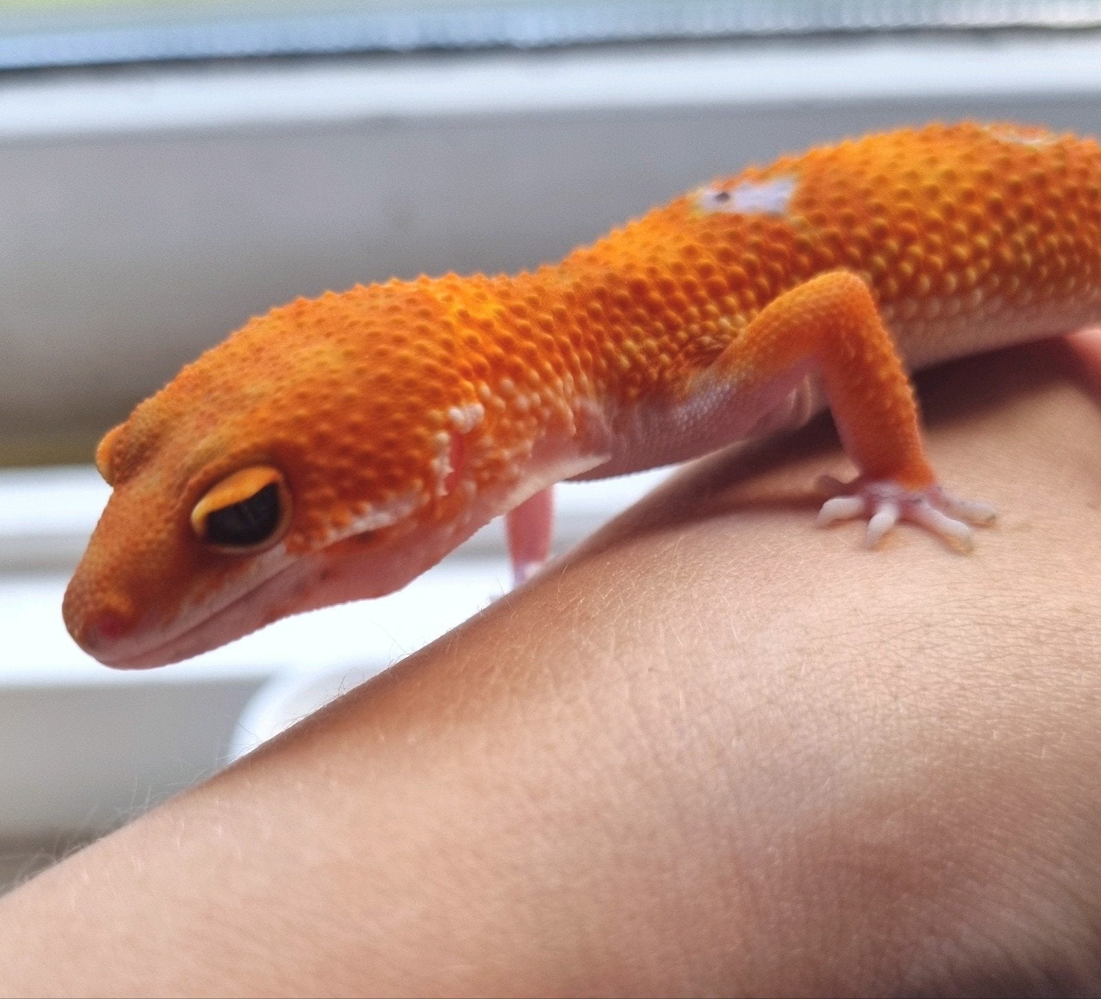 1.0 purplehead mandarin het tremper luipaardgekko Leopard Gecko photo 2