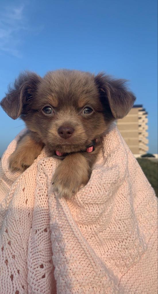 Oppas honden. vakantie opvang.Bij mij thuis, Ophalen of Verzenden, Nieuw