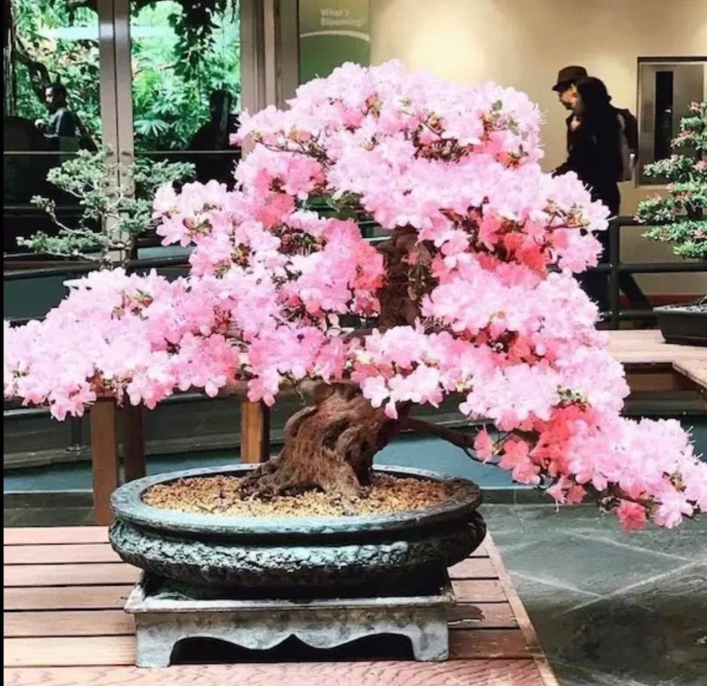 Roze kersenbloemen bonsai zaadjes, winterhard, Verzenden, Gehele jaar, Halfschaduw