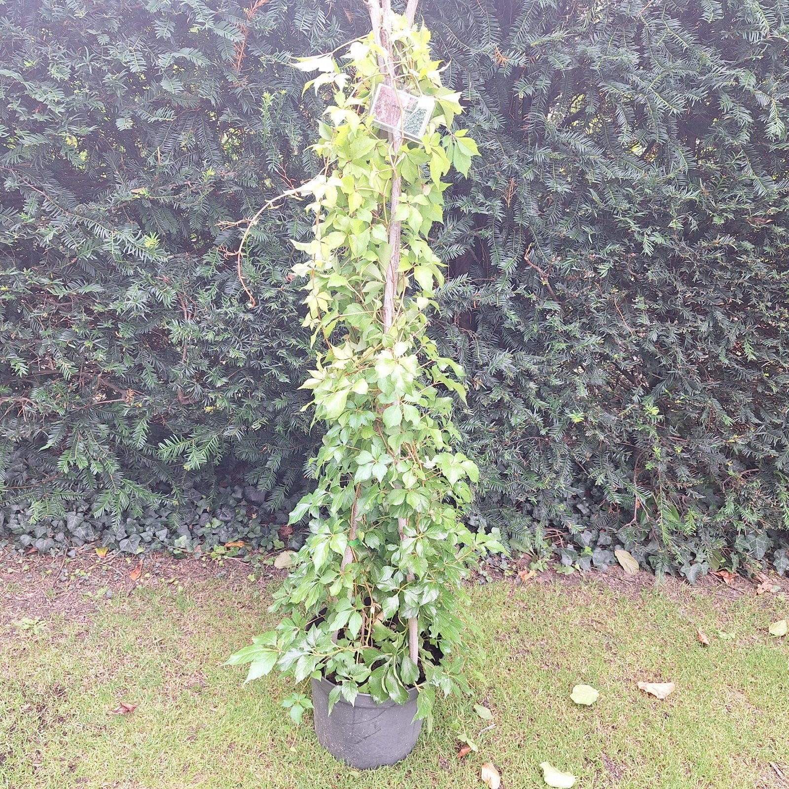 Wilde Wingerd - Klimplant voor tuin of gevel, Tuin en Terras, Planten | Tuinplanten, Ophalen, Volle zon, Vaste plant, Bloeit niet