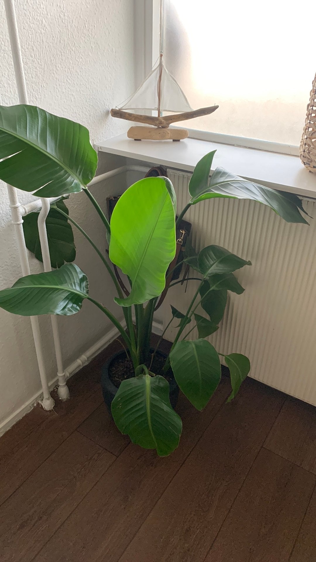 Mooie echte plant, Ophalen, Halfschaduw, Minder dan 100 cm