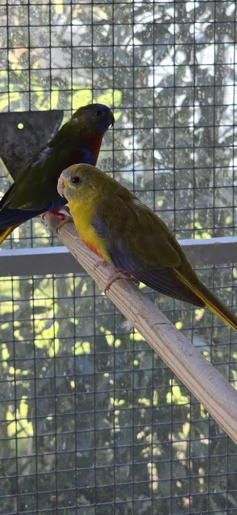 Turquoisine Roodborst., Dieren en Toebehoren, Meerdere dieren, Parkiet, Geringd