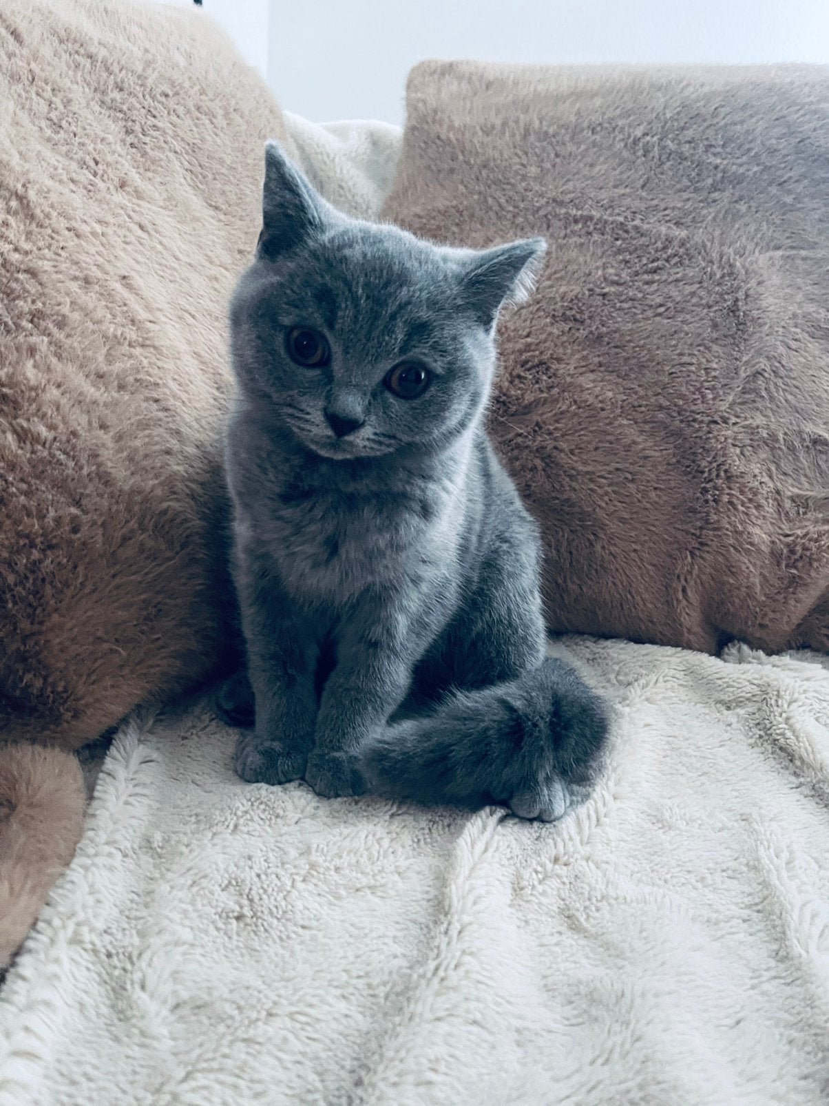 Britse korthaar kitten, Kater, Ontwormd, 0 tot 2 jaar