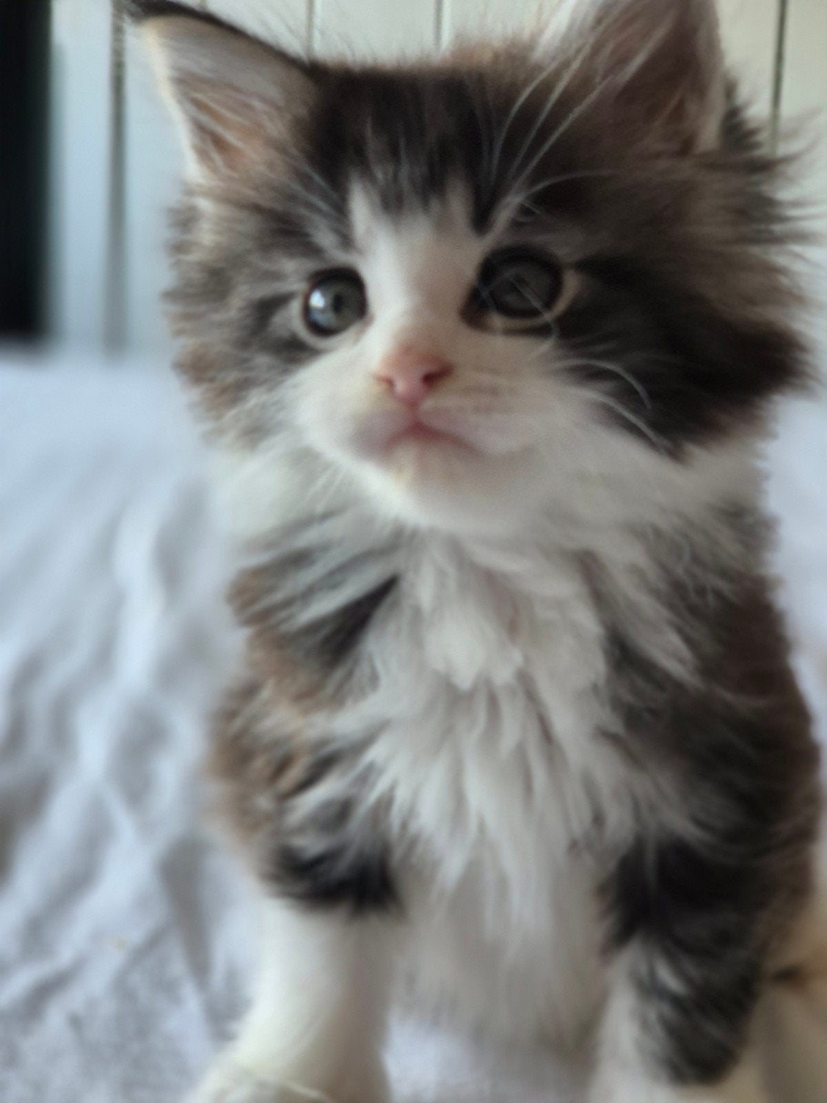 Lieve Maine Coon kittens, Meerdere dieren, Met stamboom