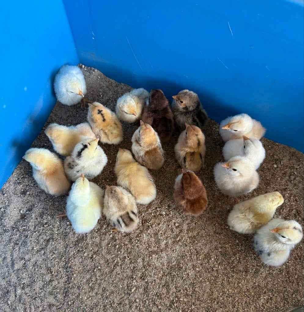 Jonge Ayam Serama’s raszuiver, uitkomst 27/28 maart., Dieren en Toebehoren, Pluimvee, Meerdere dieren, Kip