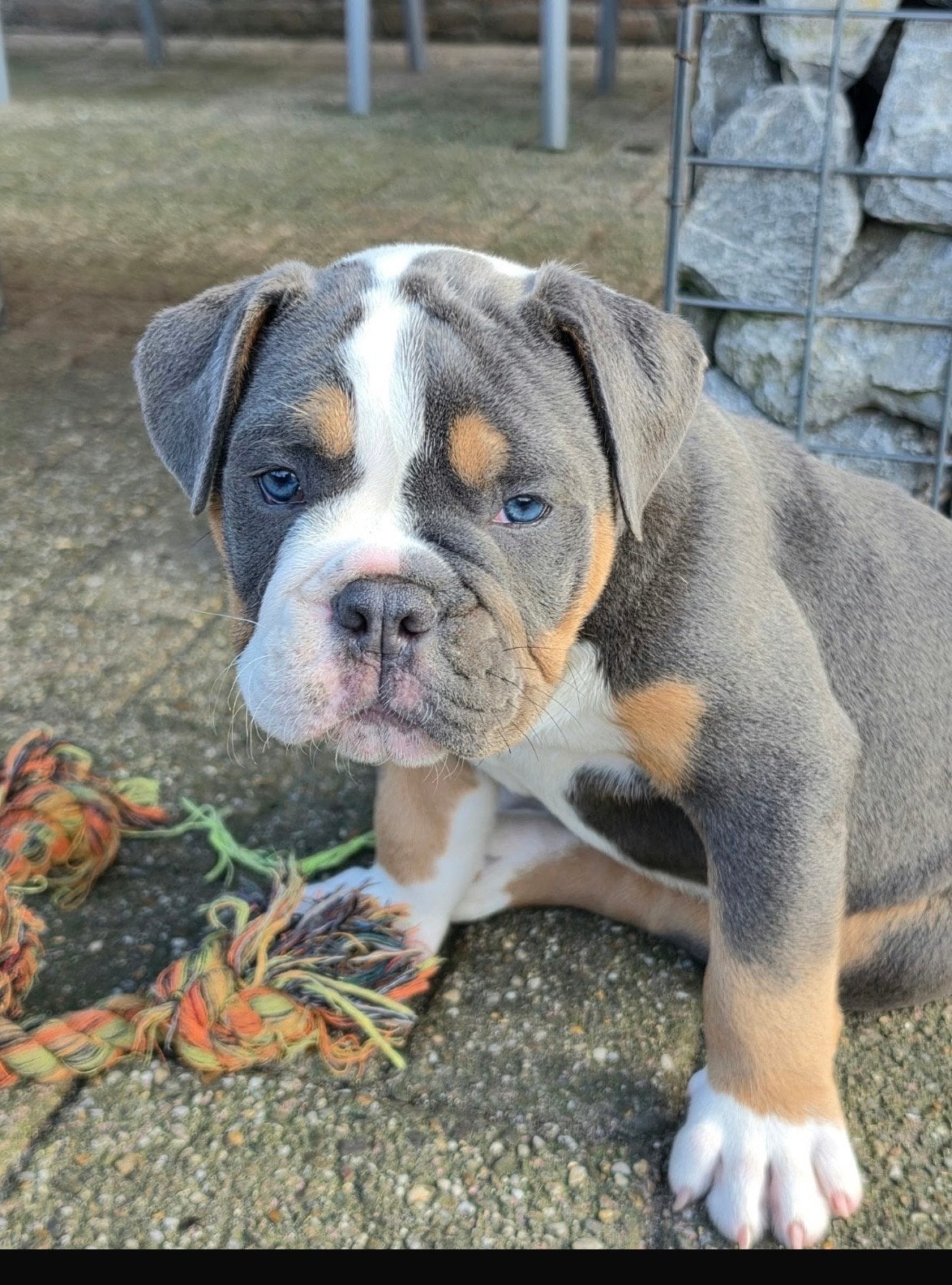 Goed lezen! Knappe pup te koop met bemerking, 8 tot 15 weken, Parvo, Eén hond, Nederland